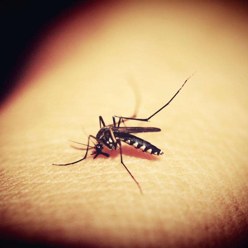 Szúnyogok által hordozott, lázzal járó, akár halálos vírus terjed Európában