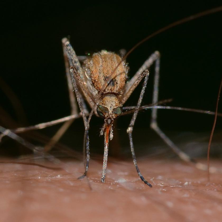 Fokozott védekezést kér a szúnyogok által terjesztett nyugat-nílusi láz miatt a Népegészségügyi Központ 