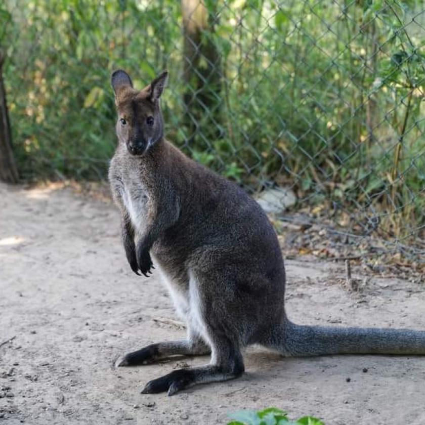Eltűnt egy kenguru Mórnál, napok óta nem akadnak a nyomára