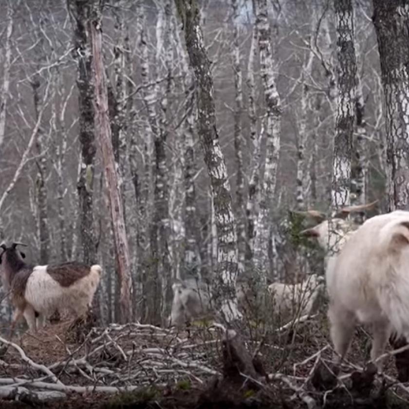 Chilében kecskékkel küzdenek az erdőtüzek ellen